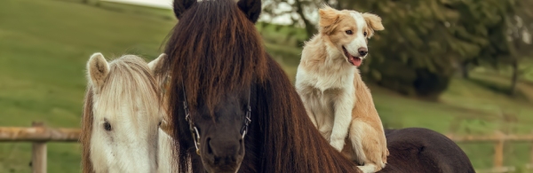 Accessoires et soins pour chiens à Tournai