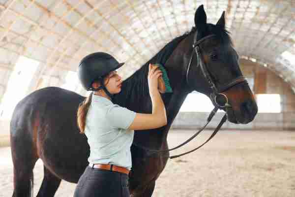 Brosses de pansage cheval