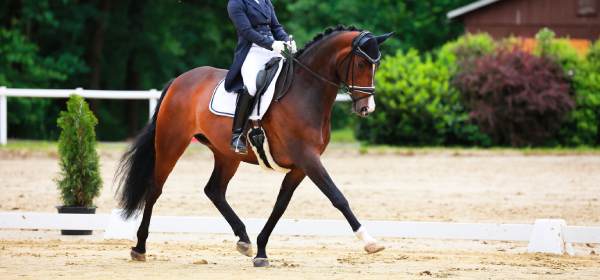 Matériel équestre à Tournai en Belgique