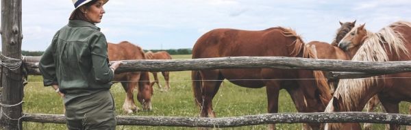 clôture prairie chevaux