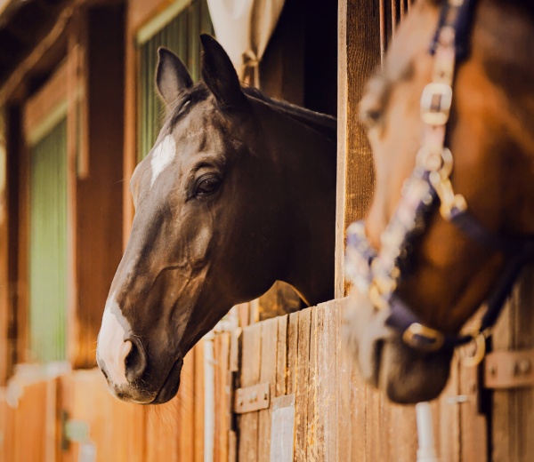 Matériel pour chevaux à Warchin