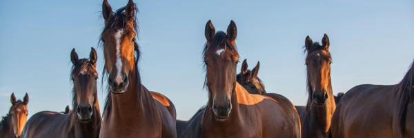 Équipements pour chevaux à Tournai