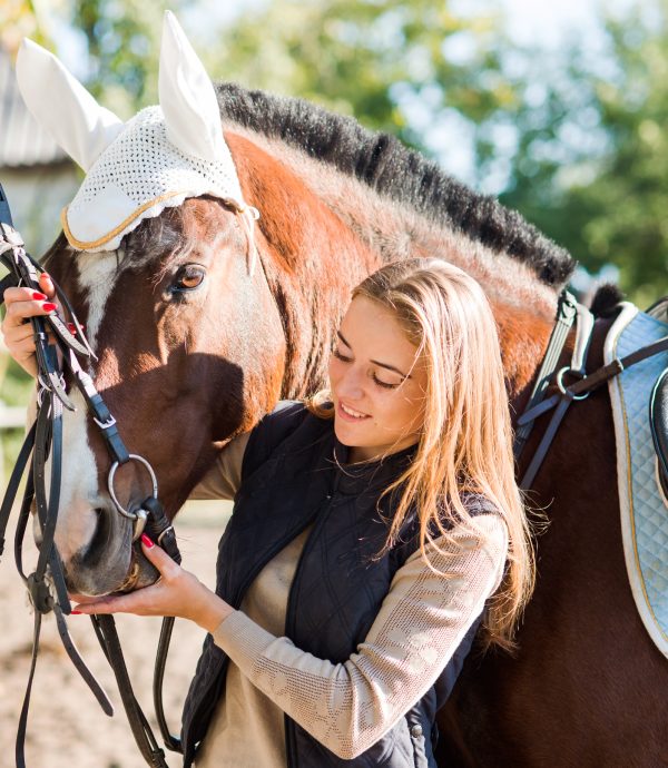 Équipements de chevaux à Tournai