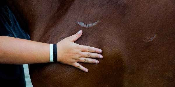 Soins corporels pour chevaux à Tournai