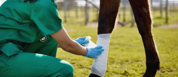 Soins vétérinaires à Tournai